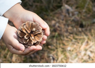 child holds a pine cone in her hands in the forest - Powered by Shutterstock