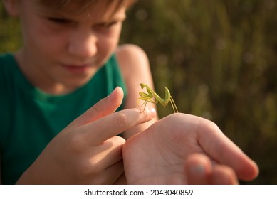 The Child Holds The Praying Mantis In The Palm Of His Hand. Nice Summer Picture. Warm Rays Of The Setting Sun. Child Nerd. The Girl Examines The Insect. The Boy Is Interested In Wildlife