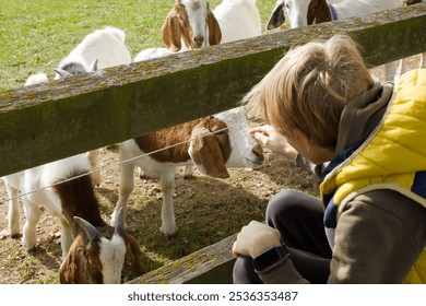 Child Interacting with Animals Behind a Fence at a Petting Zoo - Powered by Shutterstock