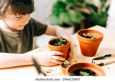Child Kid boy gardener taking care and transplanting strawberries sprout plant into a new ceramic pot on the wooden table. Home gardening, love of houseplants. Spring time. Potted plants. 