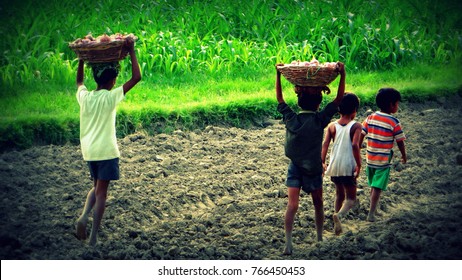 Child Labour In Indian Farms