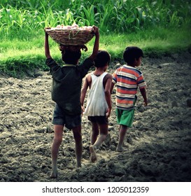 Child Labour In Indian Farms, Poor Side Of India