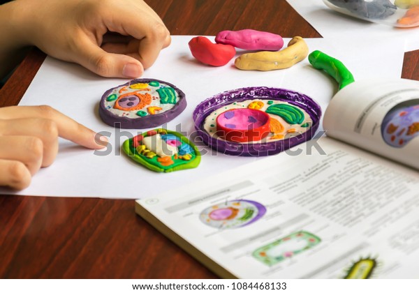 Child Learns Biology Studies Structure Cell Stock Photo (Edit Now ...