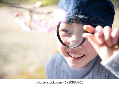 A Child Looking At Cherry Blossoms With A Magnifying Glass