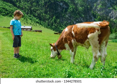 Child Looks Calf On Cow Farm