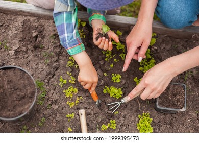 Child And Mother Gardening In Vegetable Garden In The Backyard