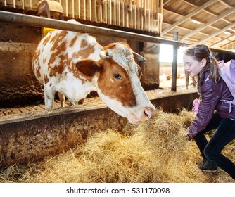 Child At An Organic Milk Farm Feeding A Cow With Hay