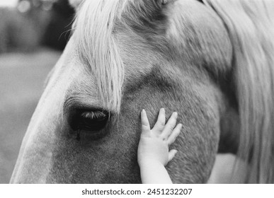 Child Petting Horse | 35mm Film - Powered by Shutterstock