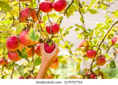 Child Picking Apple In The Orchard