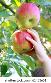 Child Picking Apple In The Orchard