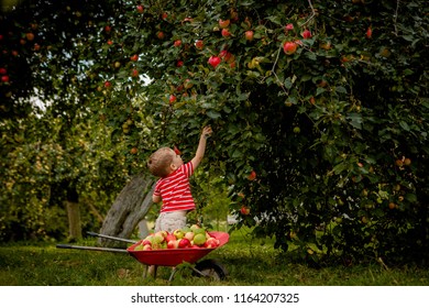 Child Picking Apples On A Farm. Little Boy Playing In Apple Tree Orchard. Kid Pick Fruit And Put Them In A Wheelbarrow. Baby Eating Healthy Fruits At Fall Harvest. Outdoor Fun For Children