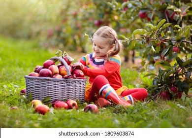 Child Picking Apples On A Farm In Autumn. Little Girl Playing In Apple Tree Orchard. Kids Pick Fruit In A Basket. Toddler Eating Fruits At Fall Harvest. Outdoor Fun For Children. Healthy Nutrition.