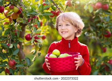 Child Picking Apples On Farm. Apple Orchard Fun For Children. Kids Pick Fruit In Sunny Garden. Little Boy With Red Basket And Green Apples. Kid Eating Fruit. Autumn Outdoor Activity. Gardening In Fall