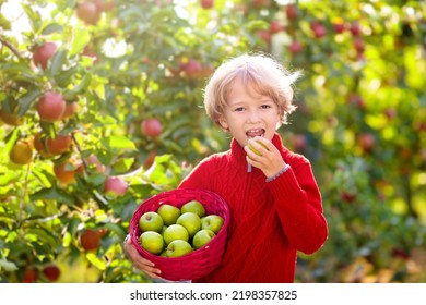 Child Picking Apples On Farm. Apple Orchard Fun For Children. Kids Pick Fruit In Sunny Garden. Little Boy With Red Basket And Green Apples. Kid Eating Fruit. Autumn Outdoor Activity. Gardening In Fall