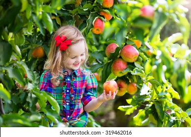 Child Picking Apples On A Farm In Autumn. Little Girl Playing In Apple Tree Orchard. Kids Pick Fruit In A Basket. Toddler Eating Fruits At Fall Harvest. Outdoor Fun For Children. Healthy Nutrition.