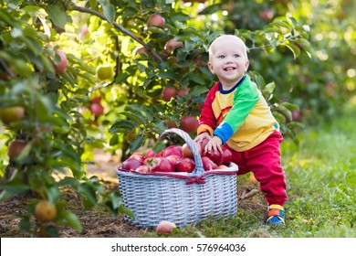 Child Picking Apples On A Farm In Autumn. Little Baby Boy Playing In Apple Tree Orchard. Kids Pick Fruit In A Basket. Toddler Eating Fruits At Fall Harvest. Outdoor Fun For Children. Healthy Nutrition