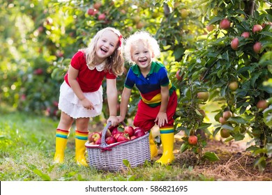 Child Picking Apples On A Farm In Autumn. Little Girl And Boy Playing In Apple Tree Orchard. Kids Pick Fruit In A Basket. Toddler Eating Fruits At Harvest. Outdoor Fun For Children. Healthy Nutrition