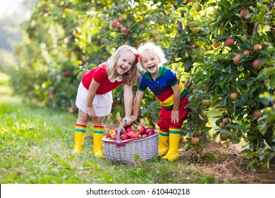 Child Picking Apples On A Farm In Autumn. Little Girl And Boy Playing In Apple Tree Orchard. Kids Pick Fruit In A Basket. Toddler Eating Fruits At Harvest. Outdoor Fun For Children. Healthy Nutrition