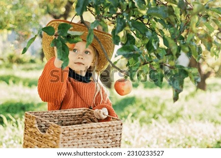 Happy kid putting apple in wicker basket with harvest