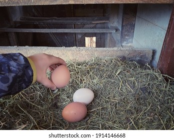 A Child Is Picking Up The Eggs From The Nesting Box Of The Coop While Chicken Is Looking To Child From The Coop Door. Agricultural And Organic Life Photo Idea