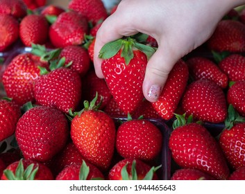 Child picking an extra big and beautiful size strawberry from a box full of perfect strawberries. Handpicked fresh Greek  fruit. Full frame.