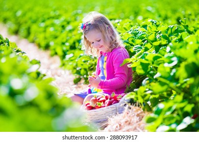 Child Picking Strawberries. Kids Pick Fresh Fruit On Organic Strawberry Farm. Children Gardening And Harvesting. Toddler Kid Eating Ripe Healthy Berry. Outdoor Family Summer Fun In The Country.