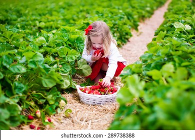 Child Picking Strawberries. Kids Pick Fresh Fruit On Organic Strawberry Farm. Children Gardening And Harvesting. Toddler Kid Eating Ripe Healthy Berry. Outdoor Family Summer Fun In The Country.