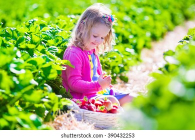 Child Picking Strawberries. Kids Pick Fresh Fruit On Organic Strawberry Farm. Children Gardening And Harvesting. Toddler Kid Eating Ripe Healthy Berry. Outdoor Family Summer Fun In The Country.