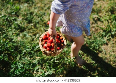 Child picking strawberries. Kids pick fresh fruit on organic strawberry farm. Children gardening and harvesting. Outdoor family summer fun in the country.