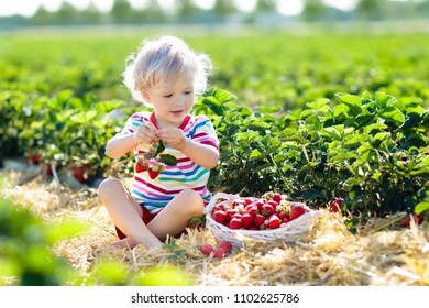 Child Picking Strawberry On Fruit Farm Field On Sunny Summer Day. Kids Pick Fresh Ripe Organic Strawberry In White Basket On Pick Your Own Berry Plantation. Little Boy Eating Strawberries.