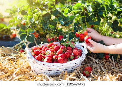 Child Picking Strawberry On Fruit Farm Field On Sunny Summer Day. Kids Pick Fresh Ripe Organic Strawberry In White Basket On Pick Your Own Berry Plantation. Little Girl Eating Strawberries.