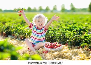 Child Picking Strawberry On Fruit Farm Field On Sunny Summer Day. Kids Pick Fresh Ripe Organic Strawberry In White Basket On Pick Your Own Berry Plantation. Little Boy Eating Strawberries.