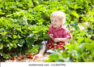 Child Picking Strawberry On Fruit Farm Field On Sunny Summer Day. Kids Pick Fresh Ripe Organic Strawberry In White Basket On Pick Your Own Berry Plantation. Little Boy Eating Strawberries.