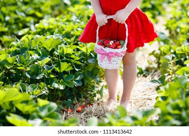 Child Picking Strawberry On Fruit Farm Field On Sunny Summer Day. Kids Pick Fresh Ripe Organic Strawberry In White Basket On Pick Your Own Berry Plantation. Little Girl Eating Strawberries.