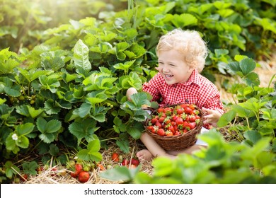 Child Picking Strawberry On Fruit Farm Field On Sunny Summer Day. Kids Pick Fresh Ripe Organic Strawberry In White Basket On Pick Your Own Berry Plantation. Little Boy Eating Strawberries.