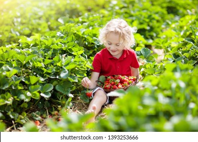 Child Picking Strawberry On Fruit Farm Field On Sunny Summer Day. Kids Pick Fresh Ripe Organic Strawberry In White Basket On Pick Your Own Berry Plantation. Little Boy Eating Strawberries.