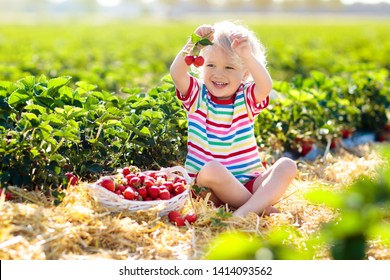 Child Picking Strawberry On Fruit Farm Field On Sunny Summer Day. Kids Pick Fresh Ripe Organic Strawberry In White Basket On Pick Your Own Berry Plantation. Little Boy Eating Strawberries.