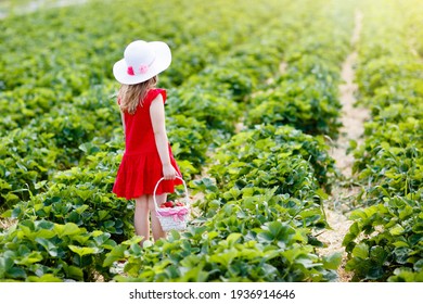 Child Picking Strawberry On Fruit Farm Field On Sunny Summer Day. Kids Pick Fresh Ripe Organic Strawberry In White Basket On Pick Your Own Berry Plantation. Little Girl Eating Strawberries.