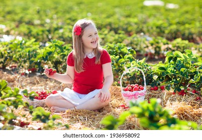 Child Picking Strawberry On Fruit Farm Field On Sunny Summer Day. Kids Pick Fresh Ripe Organic Strawberry In White Basket On Pick Your Own Berry Plantation. Little Girl Eating Strawberries.