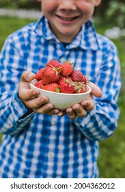 Child Picking Strawberry On Fruit Farm Field On Sunny Summer Day. Kids Hold In His Hand  Fresh Ripe Organic Strawberry