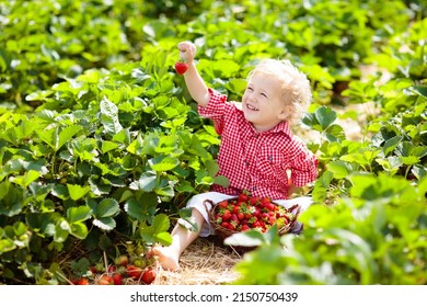 Child picking strawberry on fruit farm field on sunny summer day. Kids pick fresh ripe organic strawberry in white basket on pick your own berry plantation. Little boy eating strawberries. - Powered by Shutterstock