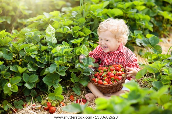 Child\
picking strawberry on fruit farm field on sunny summer day. Kids\
pick fresh ripe organic strawberry in white basket on pick your own\
berry plantation. Little boy eating\
strawberries.