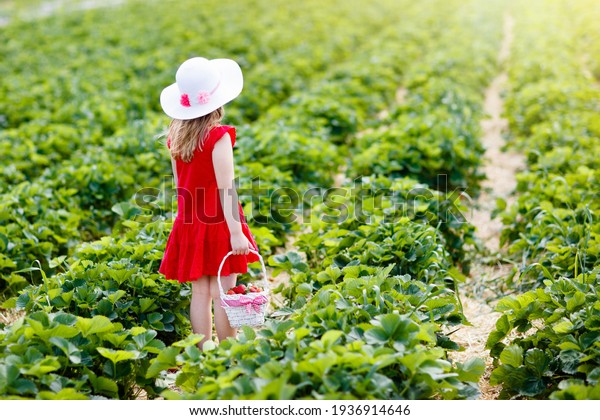 Child\
picking strawberry on fruit farm field on sunny summer day. Kids\
pick fresh ripe organic strawberry in white basket on pick your own\
berry plantation. Little girl eating\
strawberries.