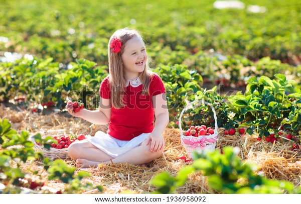 Child\
picking strawberry on fruit farm field on sunny summer day. Kids\
pick fresh ripe organic strawberry in white basket on pick your own\
berry plantation. Little girl eating\
strawberries.