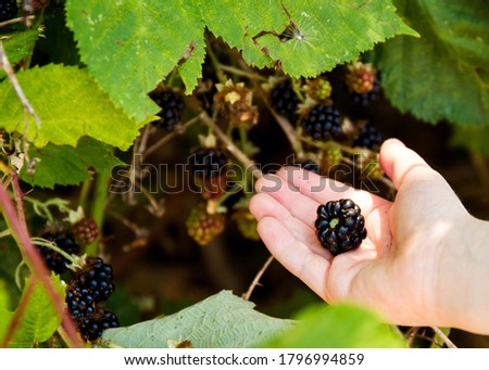 Child picking wild blackberries on a bush; blackberries ripening on the branch