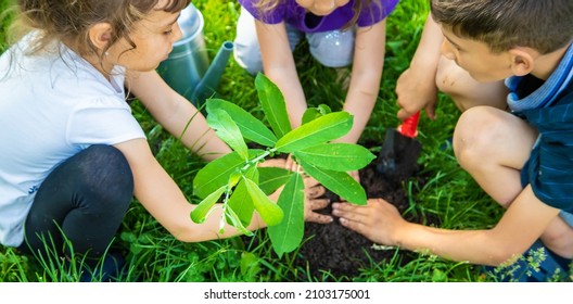 The Child Is Planting A Tree Together. Selective Focus. Kid.