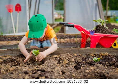 child plants a sapling