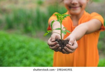 The child plants a tomato plant in the garden. Selective focus. Nature. - Powered by Shutterstock