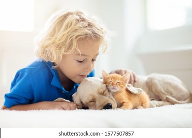 Child Playing With Baby Dog And Cat. Kids Play With Puppy And Kitten. Little Boy And American Cocker Spaniel On Bed At Home. Children And Pets At Home. Kid Taking Nap With Pet. Animal Care.