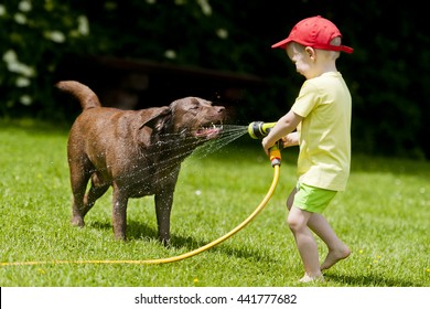 Child playing with brown labrador using the hose with water
